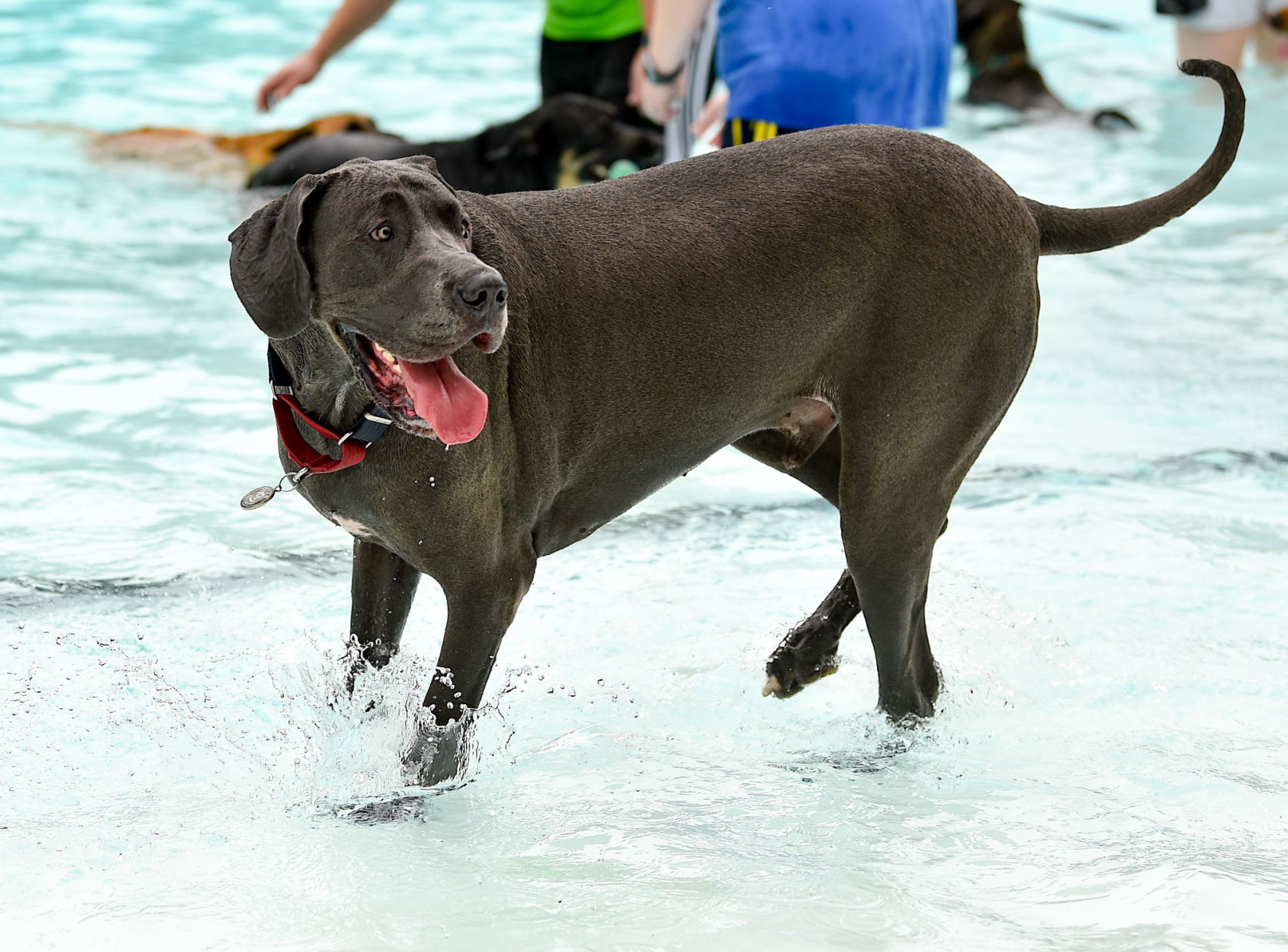 081919-mda-nws-furfriends-043a.JPG